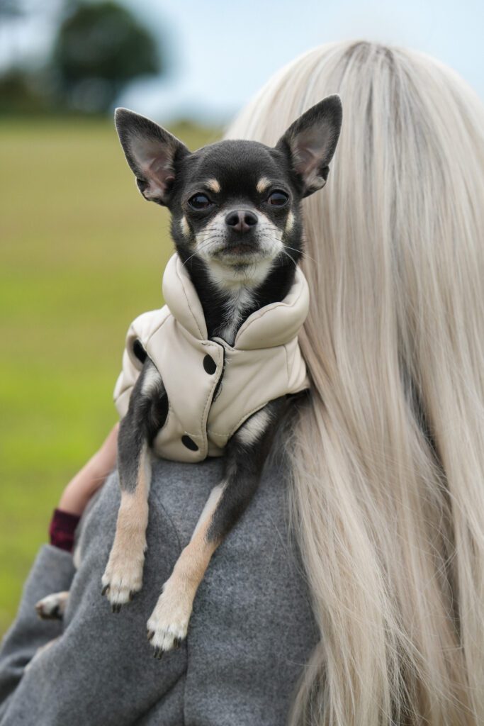 Black and tan Chihuahua wearing a beige coat on a blonde-haired person’s shoulder in a