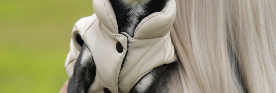 Black and tan Chihuahua wearing a beige coat on a blonde-haired person’s shoulder in a