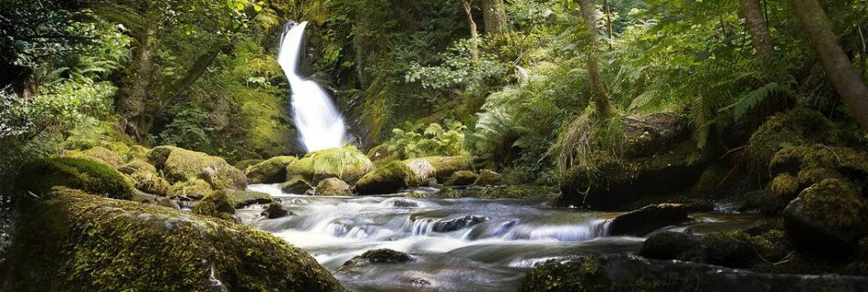 Scenic view of a waterfall cascading into a flowing stream surrounded by lush green forest and moss-covered rocks.