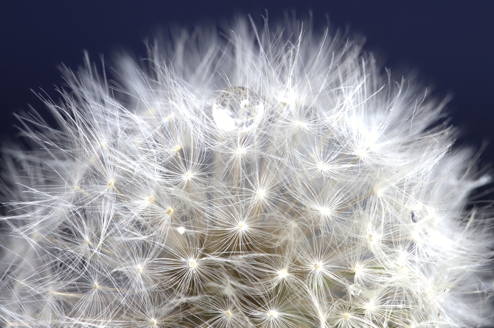 Macro